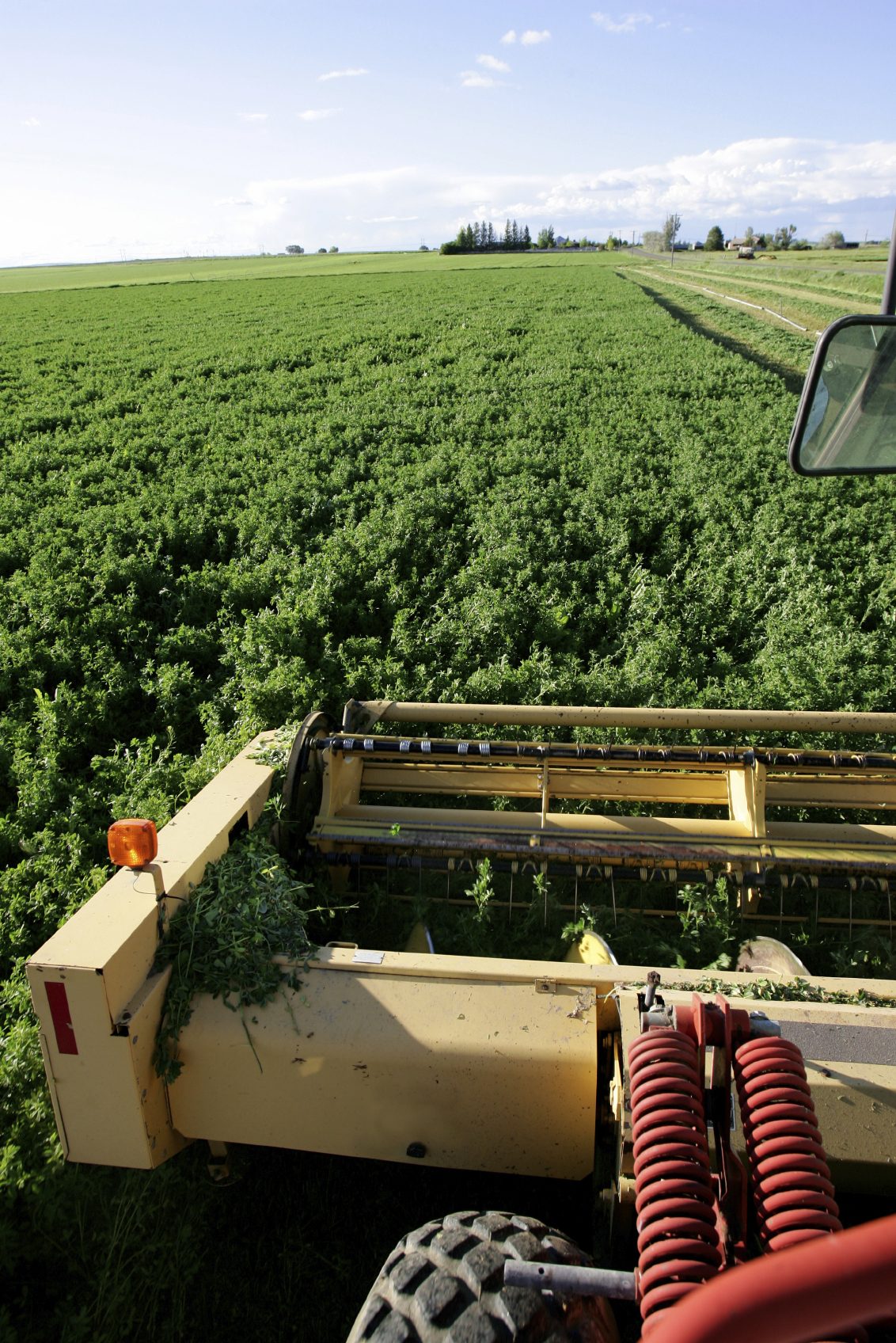 Swather cutting alfalfa