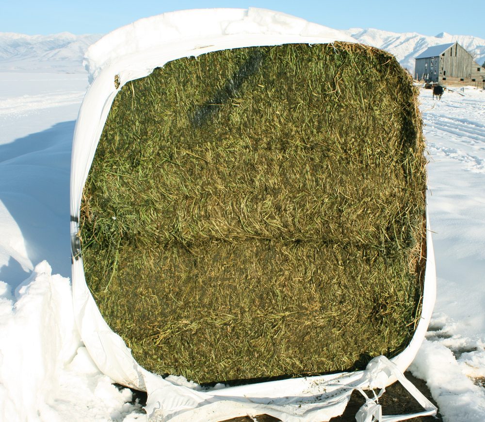 Treated baleage