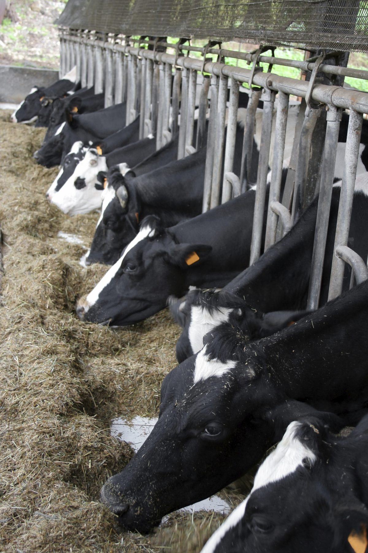 Dairy cows eating at the bunk