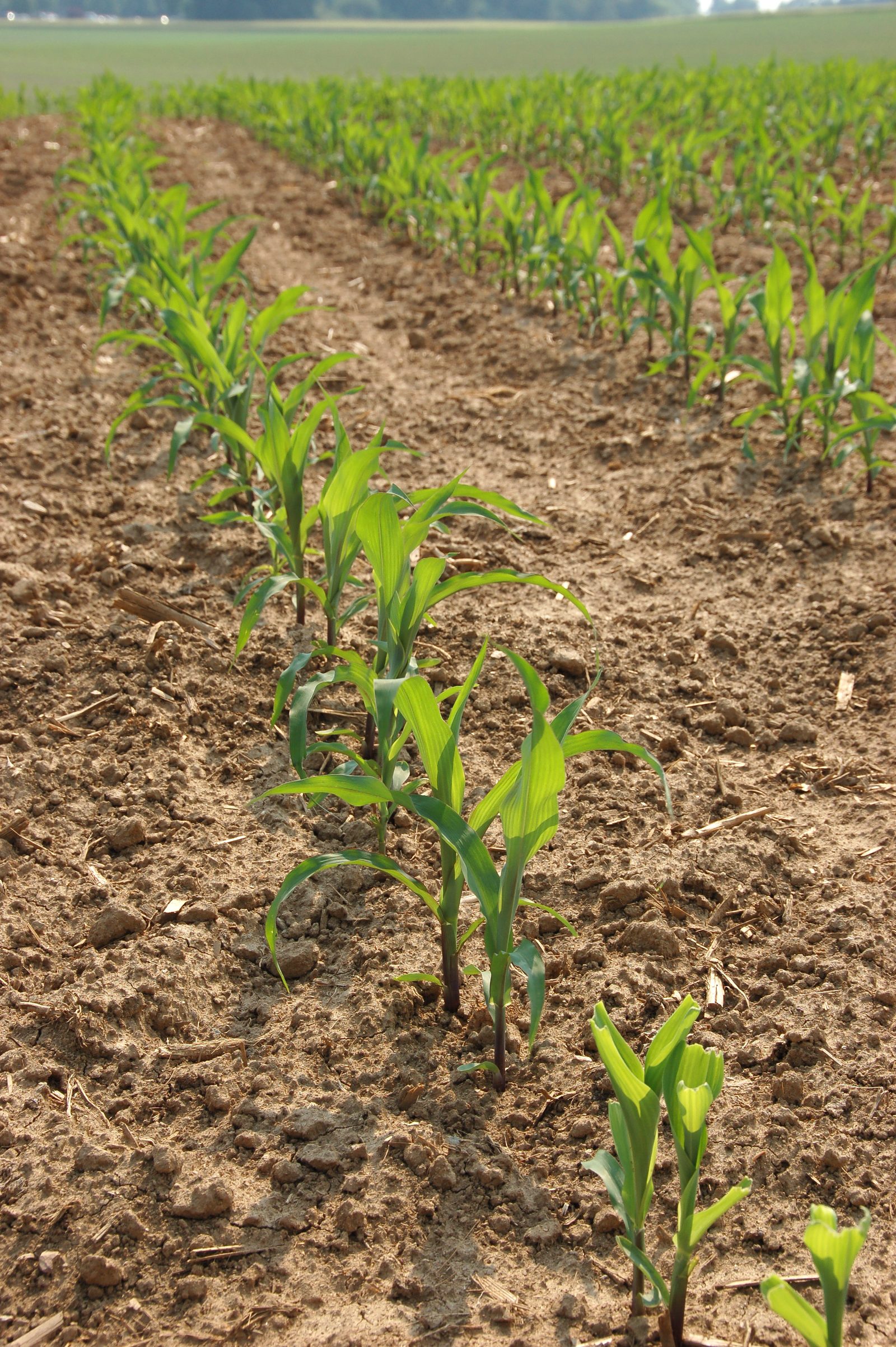 Field of corn ready for silage harvest