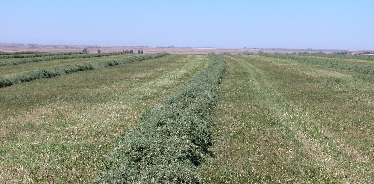 Hay windrow in the field