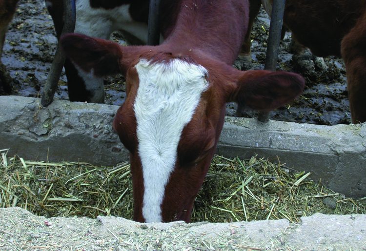 Jersey cow feeding