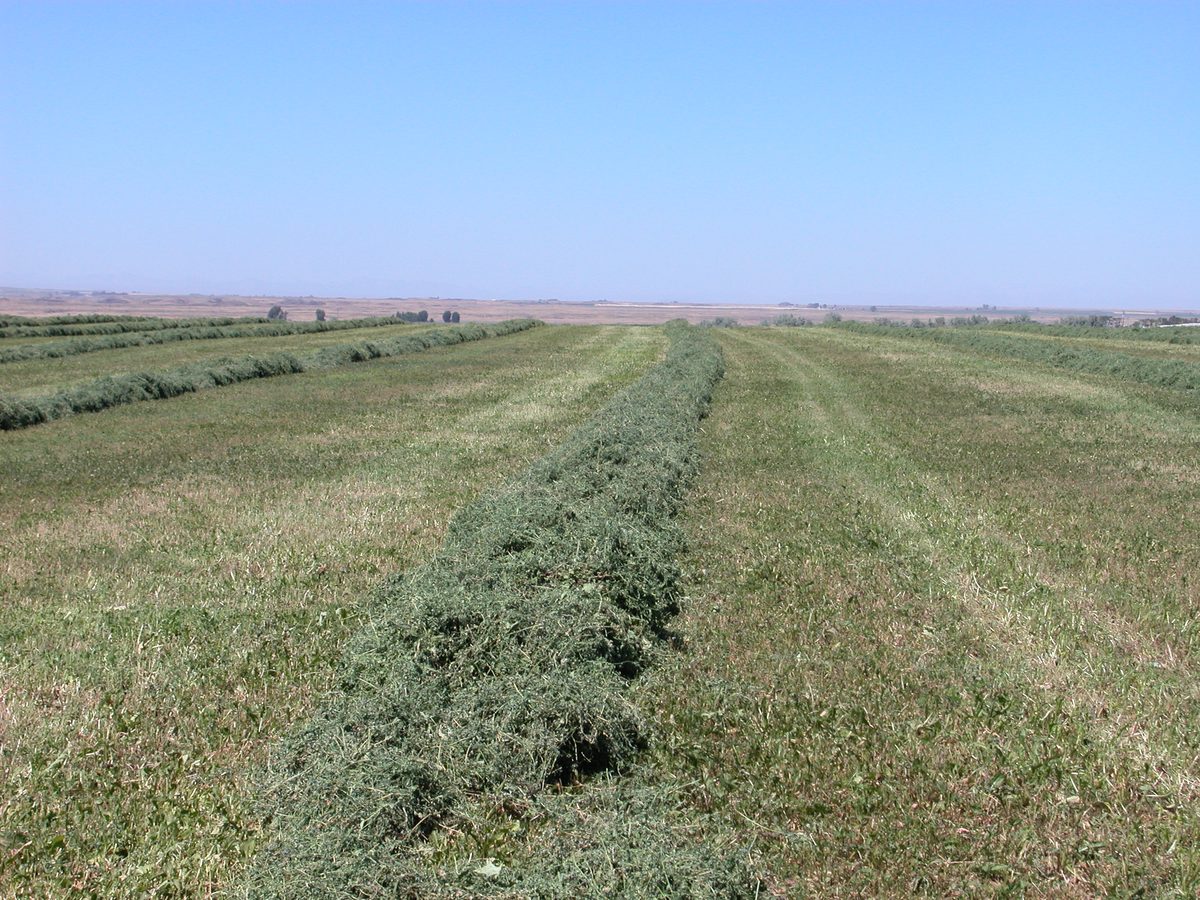 Windrower applying treatment in the field