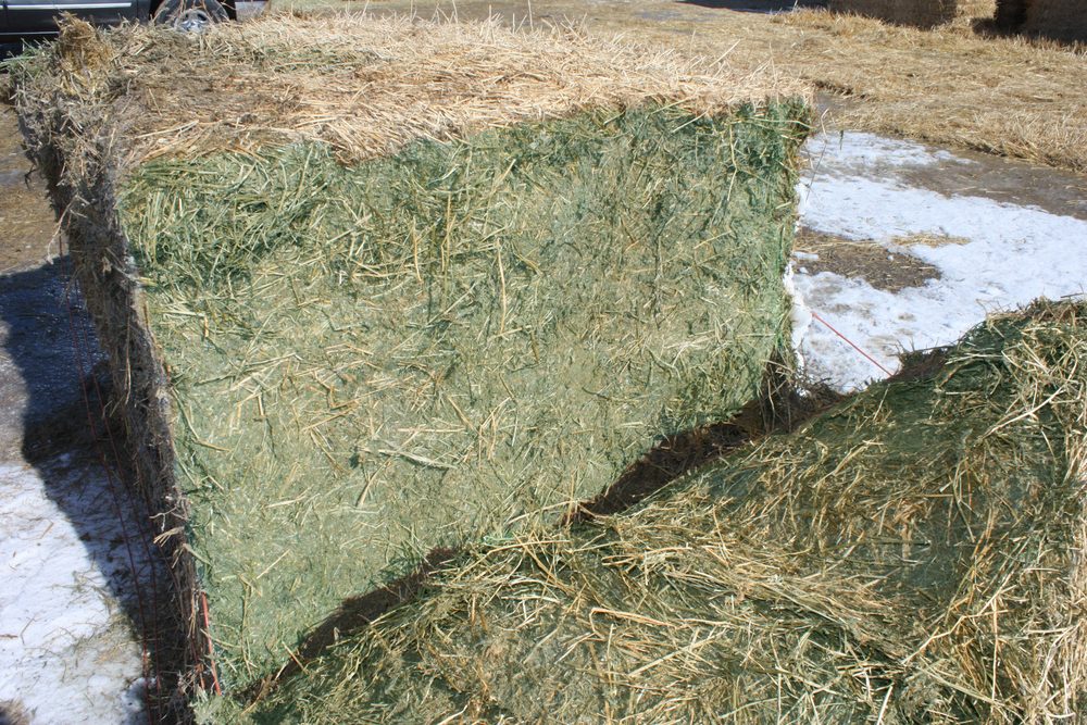 Monteview field hay treated with Nurturite — green and clean