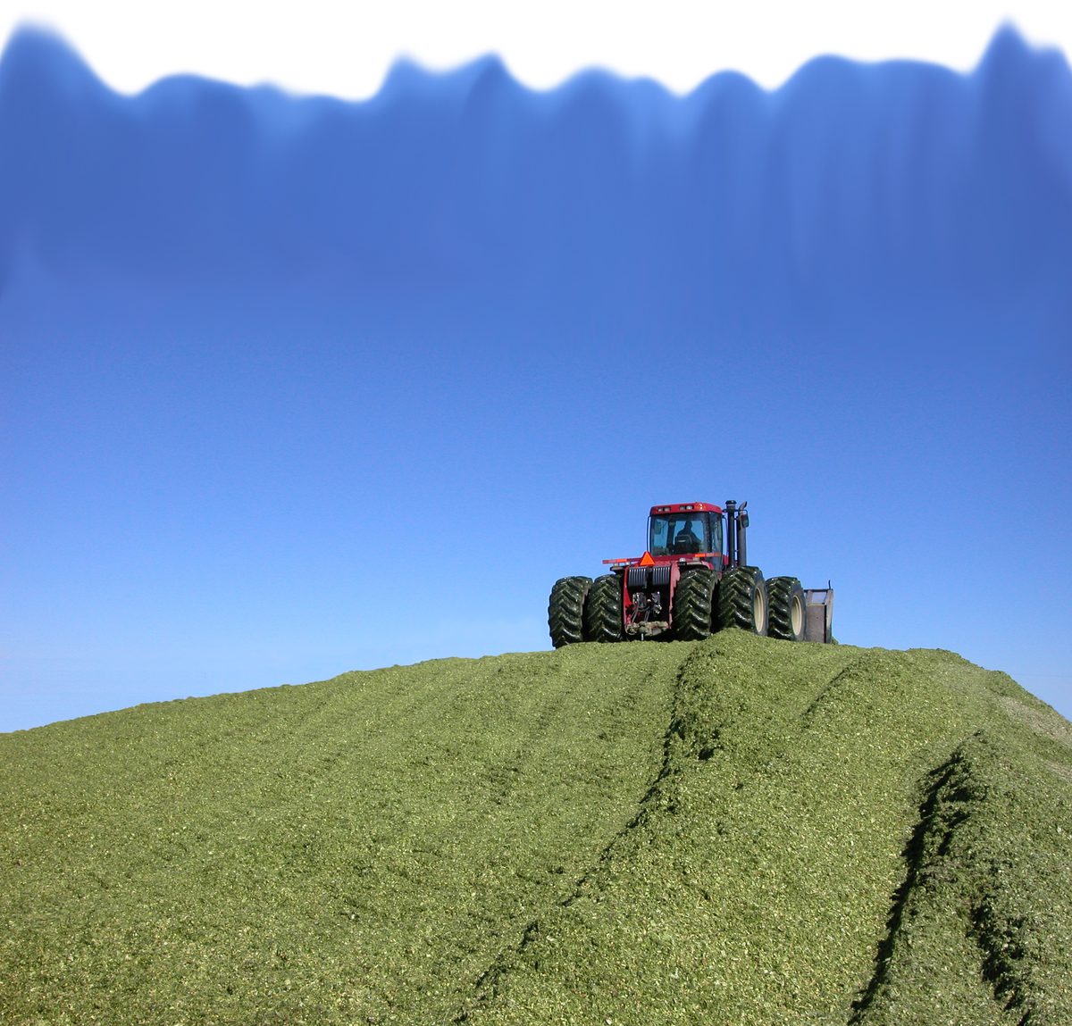 Packing the silage pit
