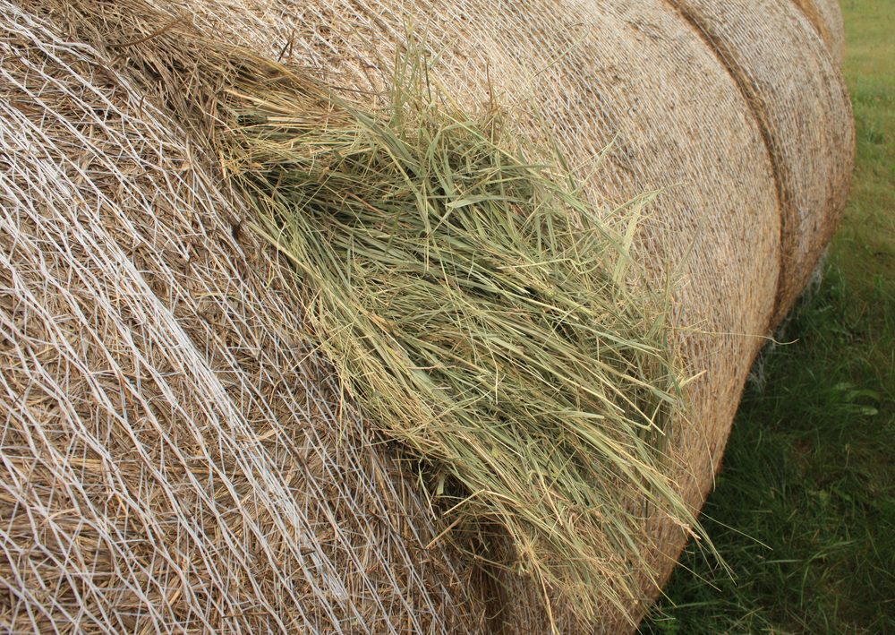 Round bale with green treated hay