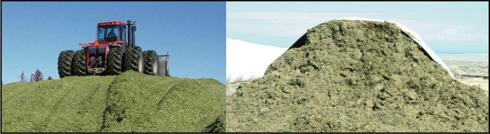 Packing treated silage and a treated silage pile