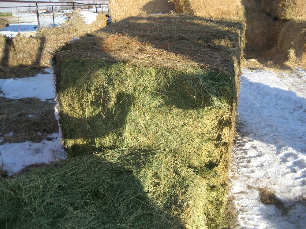 Treated hay bale, still green