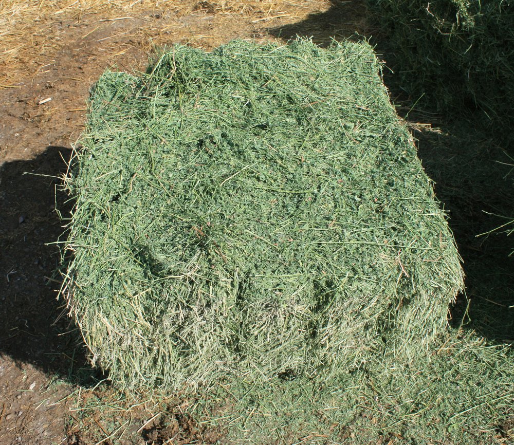 Tremonton field hay treated with Nurturite — green and clean