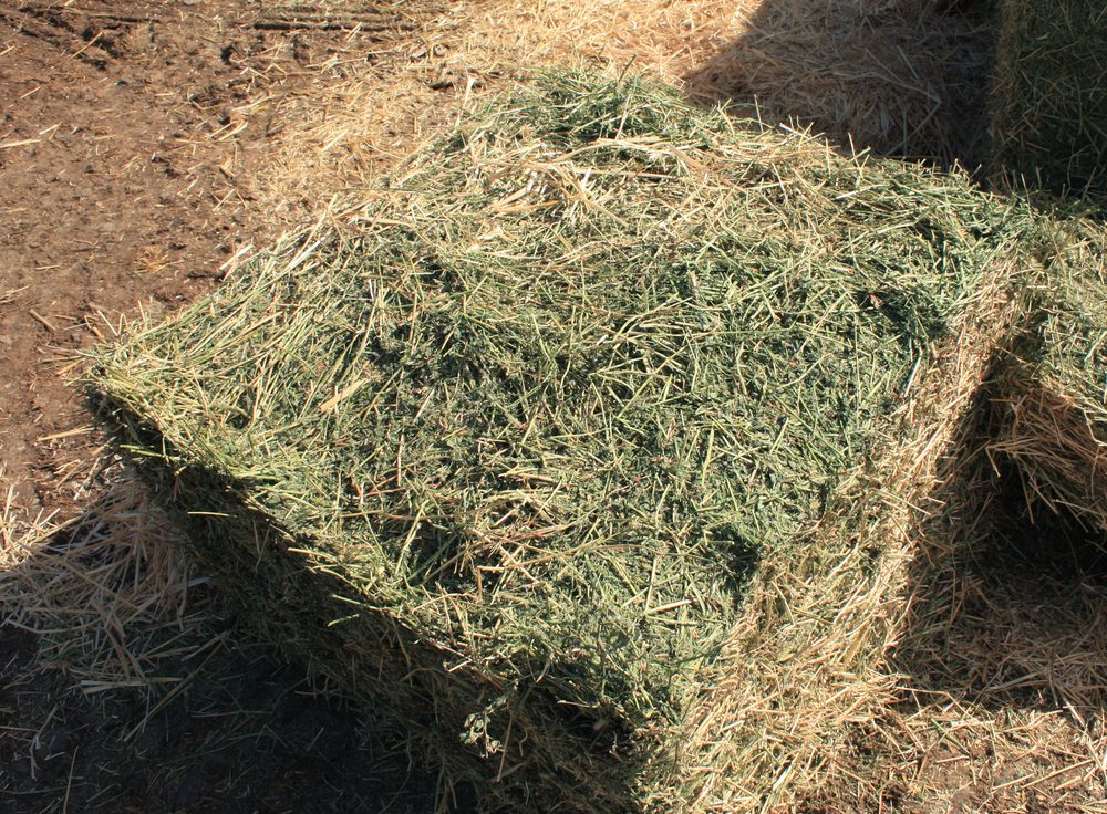 Tremonton field hay untreated — browned and weathered