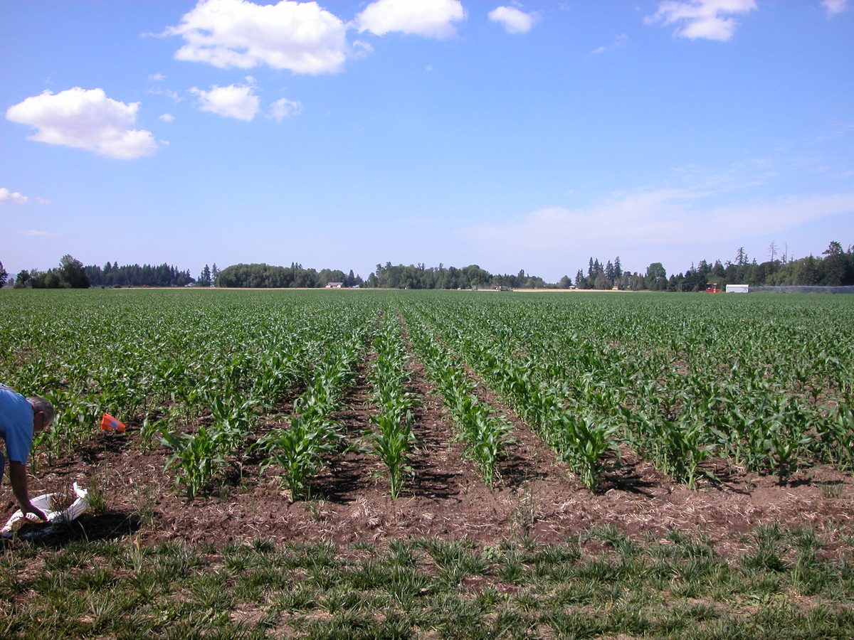 Young corn field